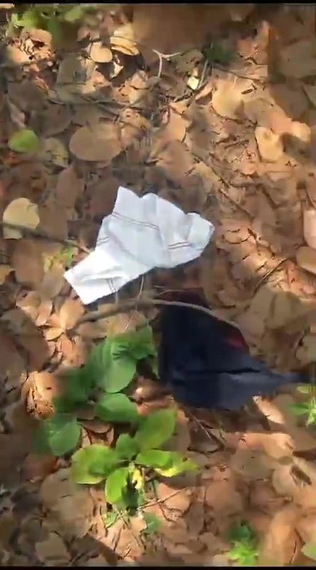 Cutie giving blowjob in jungle