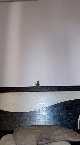 Stripchat-Public.Show-f-SANVI_ANGEL-2024.09.16.104523