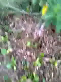 bangla couple valentive celebration