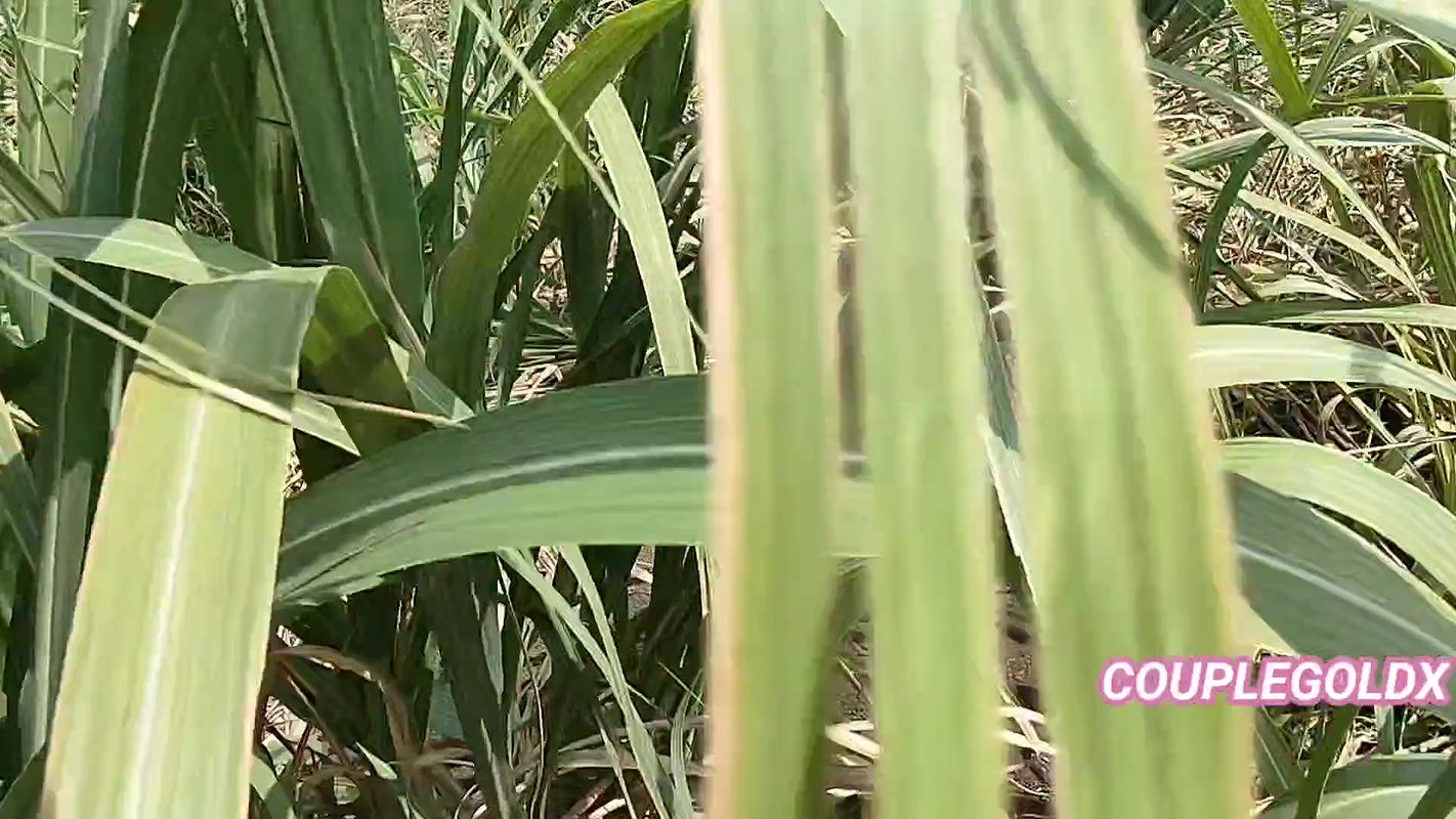 Komal was weeping in the sugarcane field, the owner secretly came and caught and fucked the house