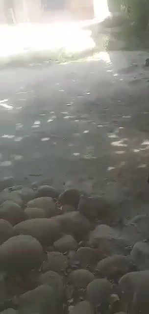 Pk village bhabi quick