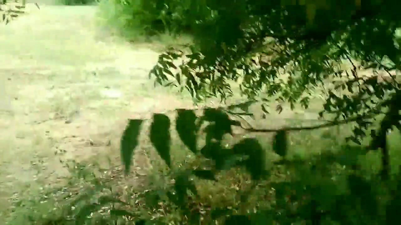 Indian Village Farming Couple Having Sex