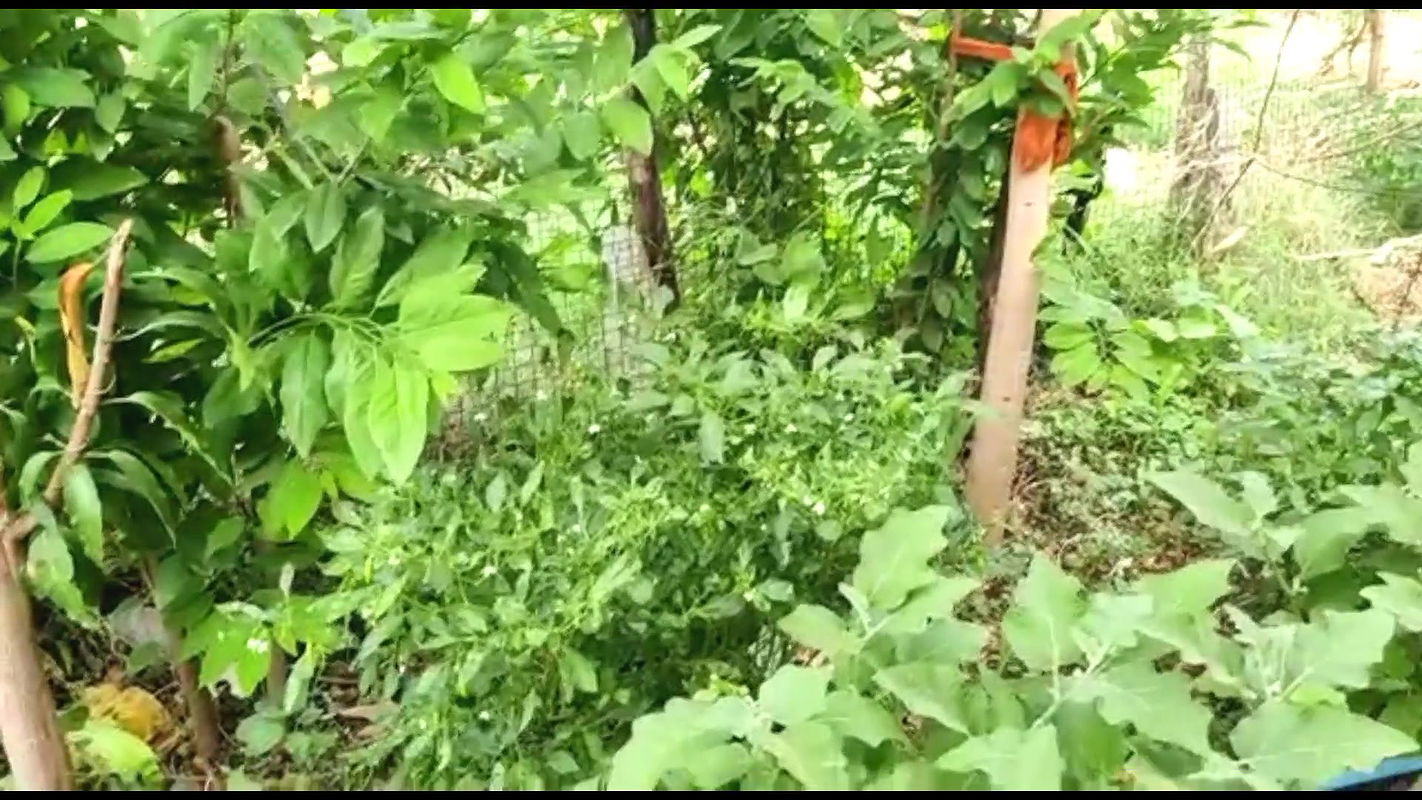 Please Catch Komal While Working in the Farm House