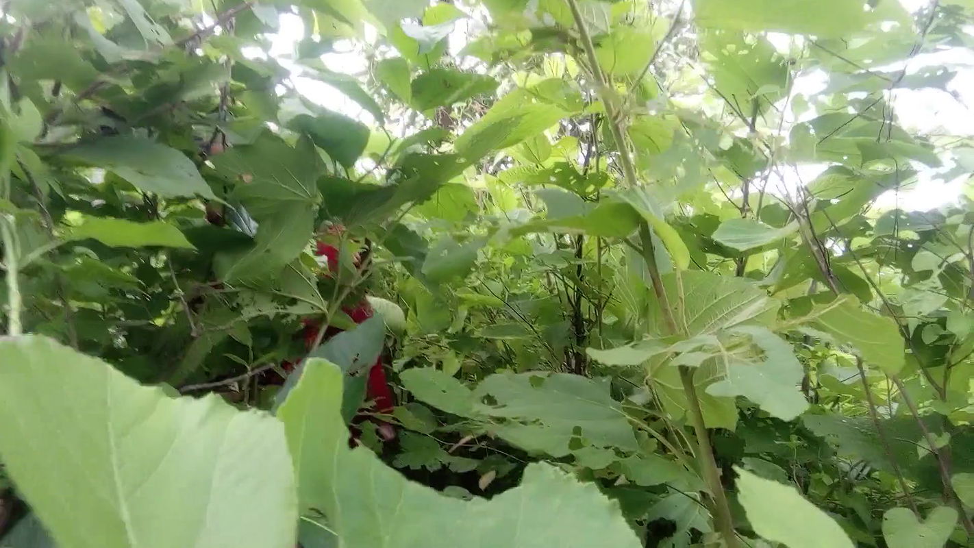 Indian Desi Village Young Married Couple Couldn’t Have Fun at Home so Had Full Fun on the Jungle