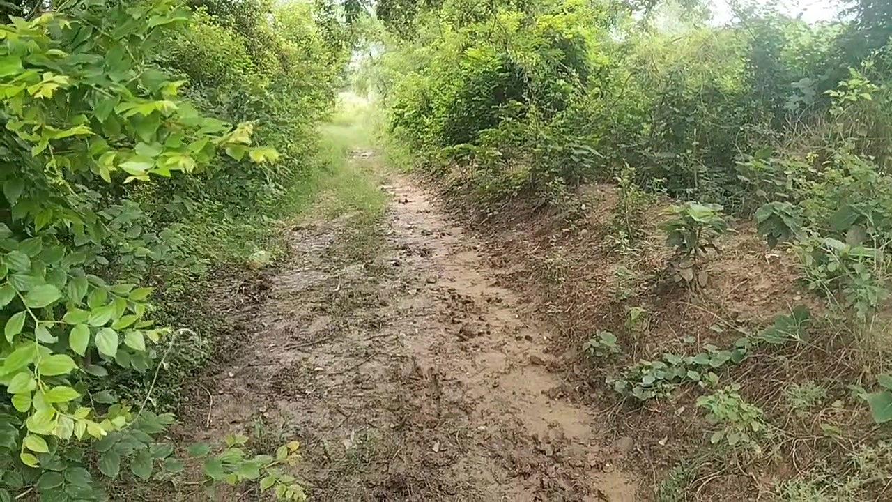 In the Jungle with Sister-in-law