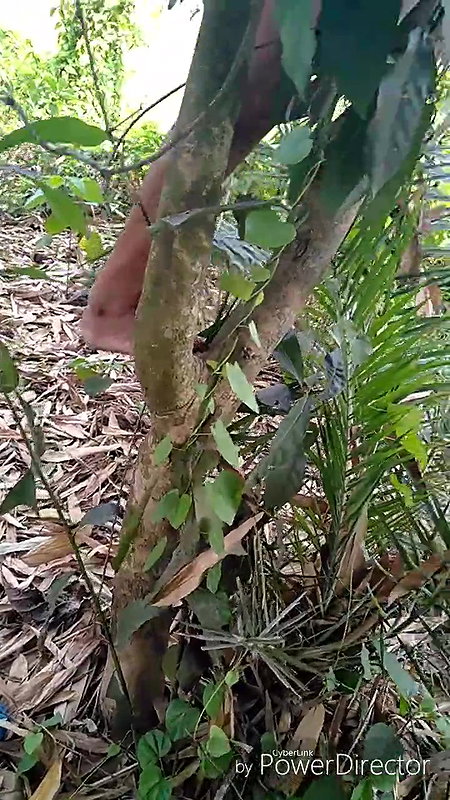 I sat on a tree branch and peed