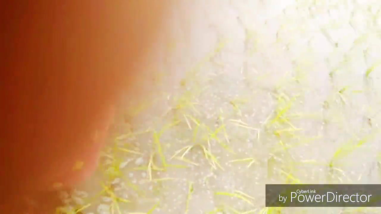 peeing while planting your rice seedlings nomita boudi