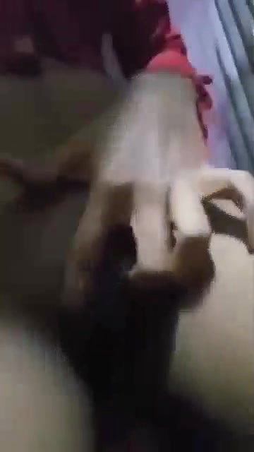 Desi Slim Village Showing