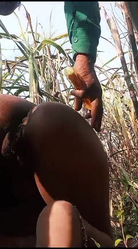 bhabhi ko khet me bulakar chudai kiya