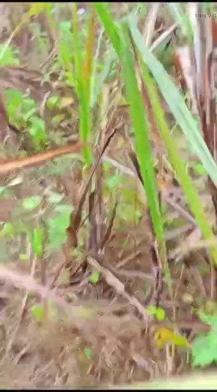 desi bhabhi latring karne gayi devar ne video recording kiya