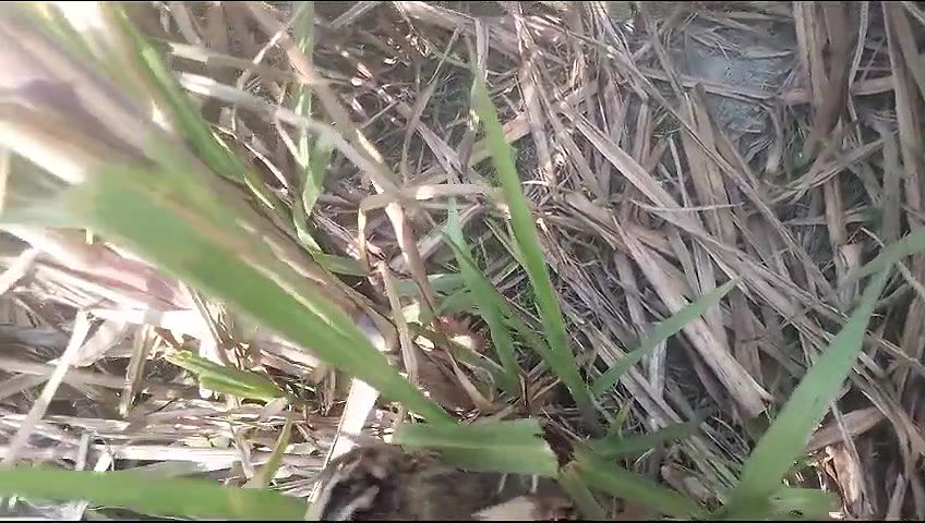 village bhabhi fingering sugarcane