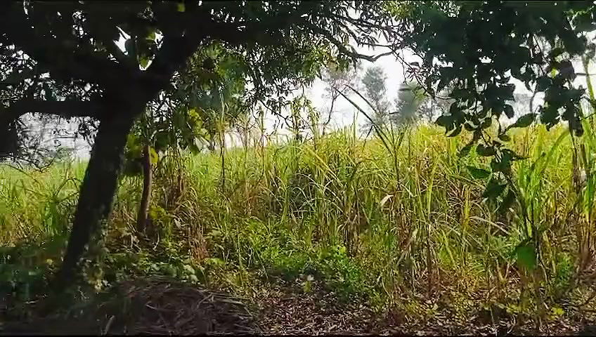 village sister in law fucked field in sugarcane video