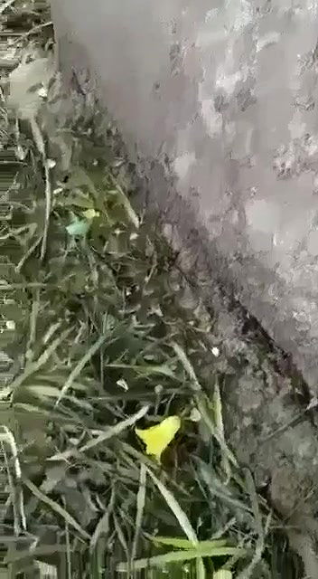 Fucking local randi in outdoor