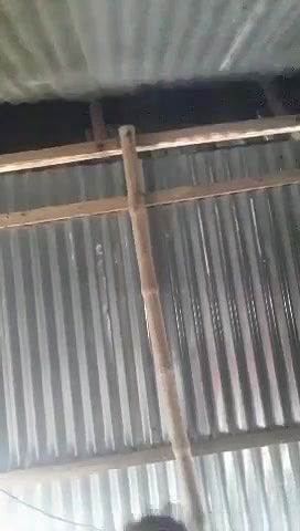 Village old sasur bahu fucking