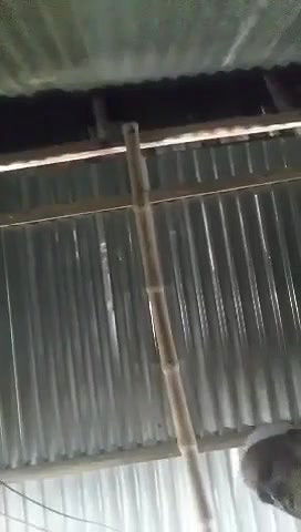 Village old sasur bahu fucking