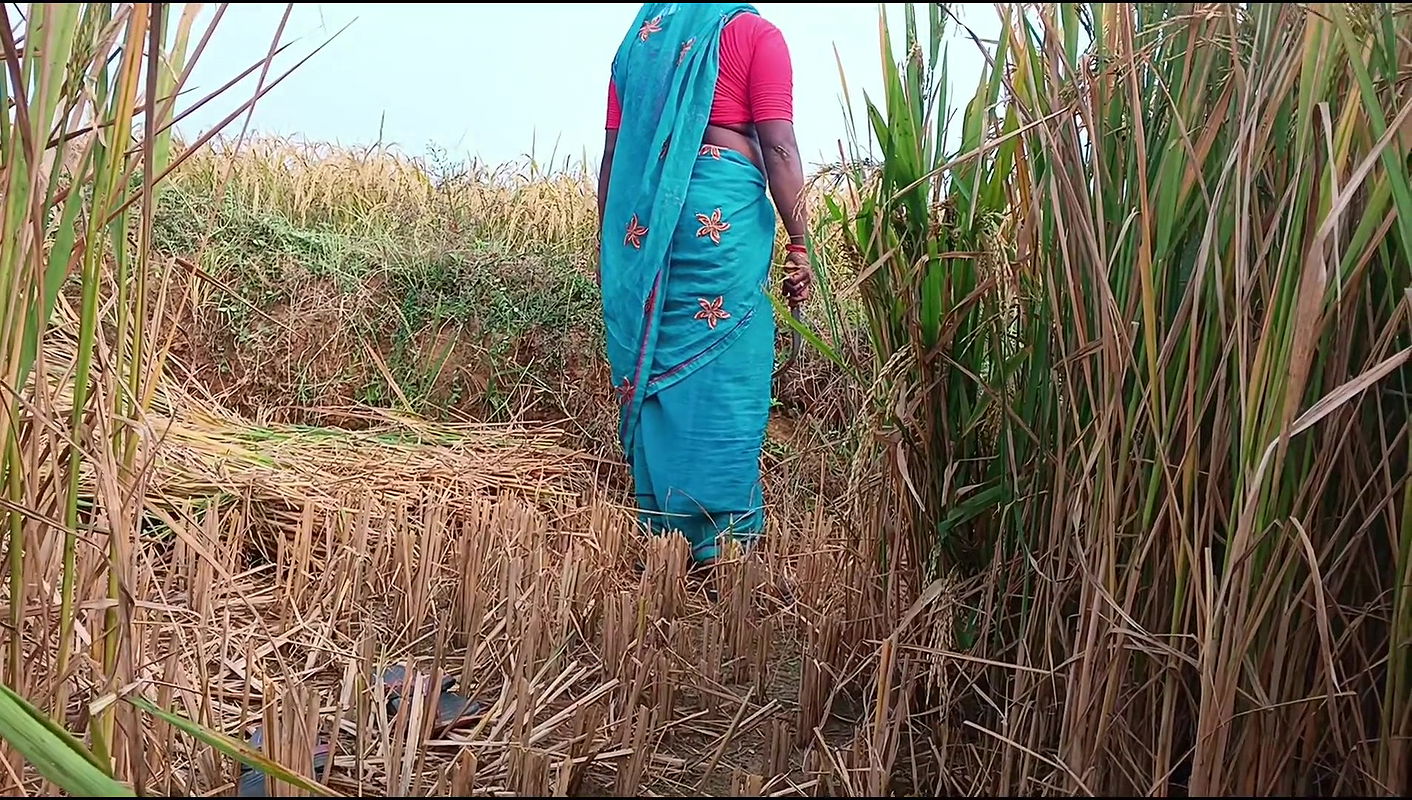 When the sister -in -law cut out Paddy, the brother -in -law fucked sister -in -law in Paddy Field.