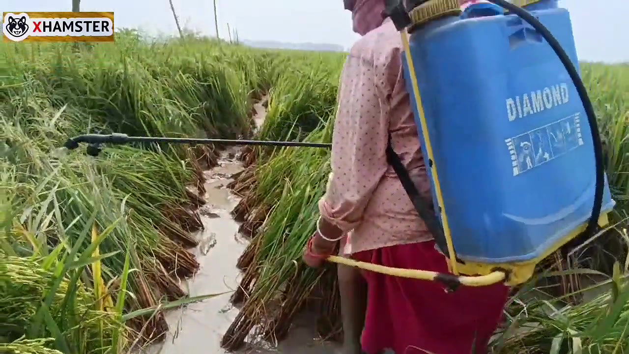 Village nomita spray for rice plants Bengal Audio Dirty