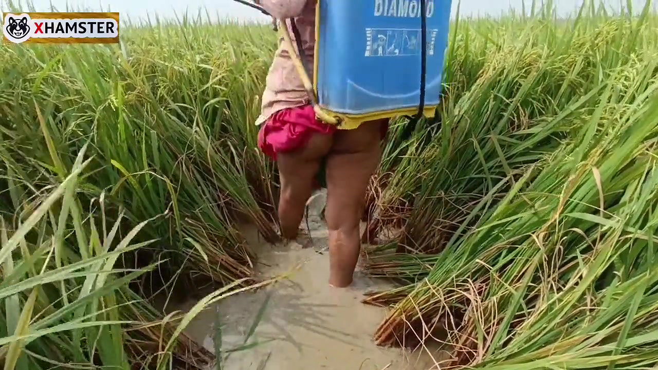 Village nomita spray for rice plants Bengal Audio Dirty