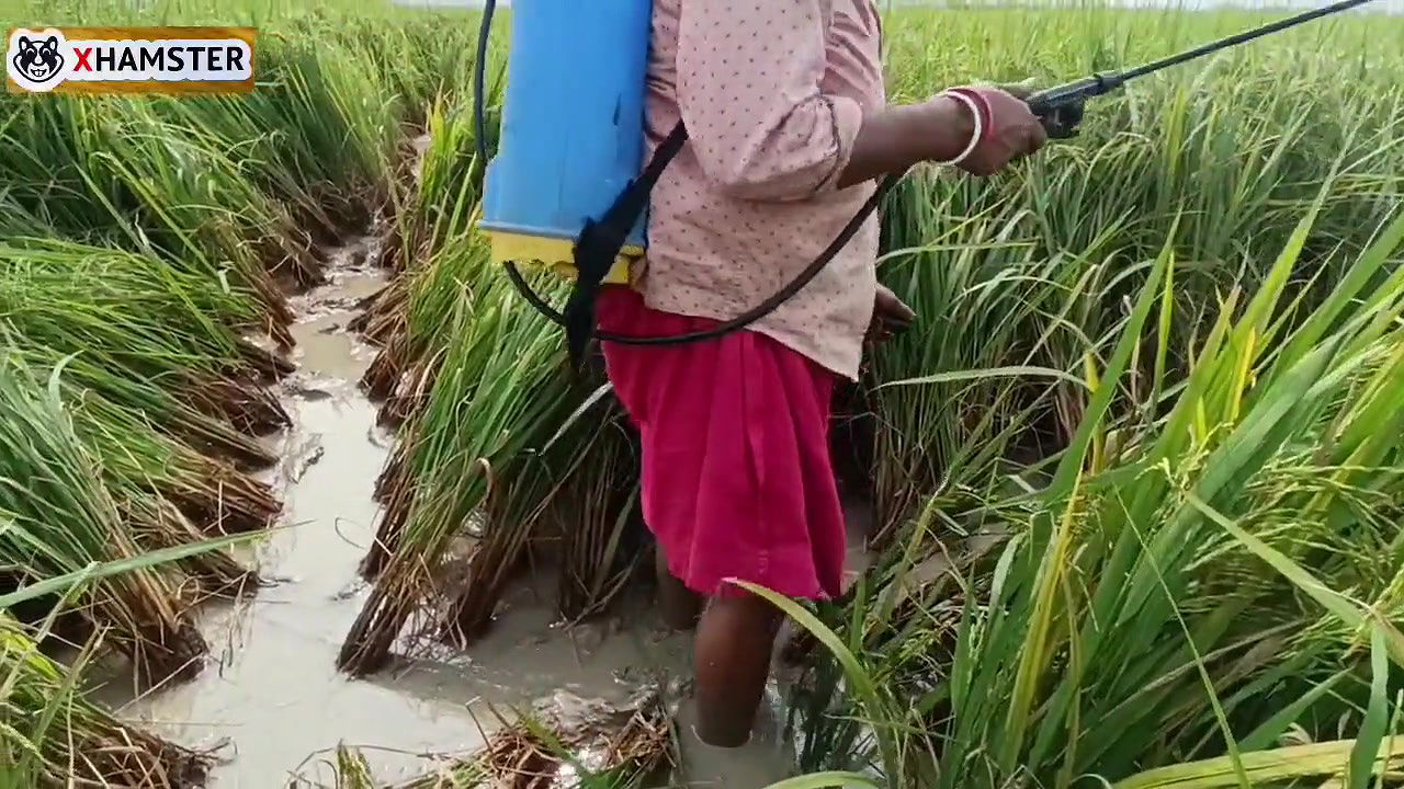 Village nomita spray for rice plants Bengal Audio Dirty