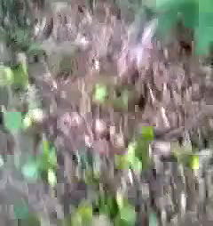 bangla couple valentive celebration