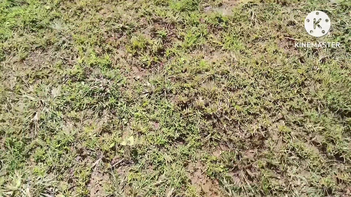 Maami ko khet mein chodaa Jaldi kar koi aa jaaega Hindi audio sex video