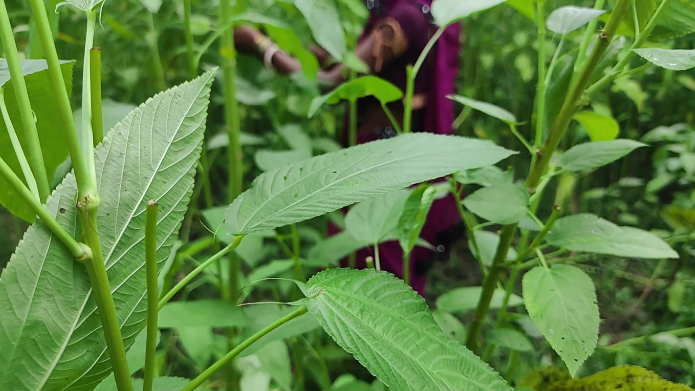 Padosi Ka Ladka Ne Jungle Mein Mujhe Ghodi Banakar Meri Chut Ki Chudai kar di