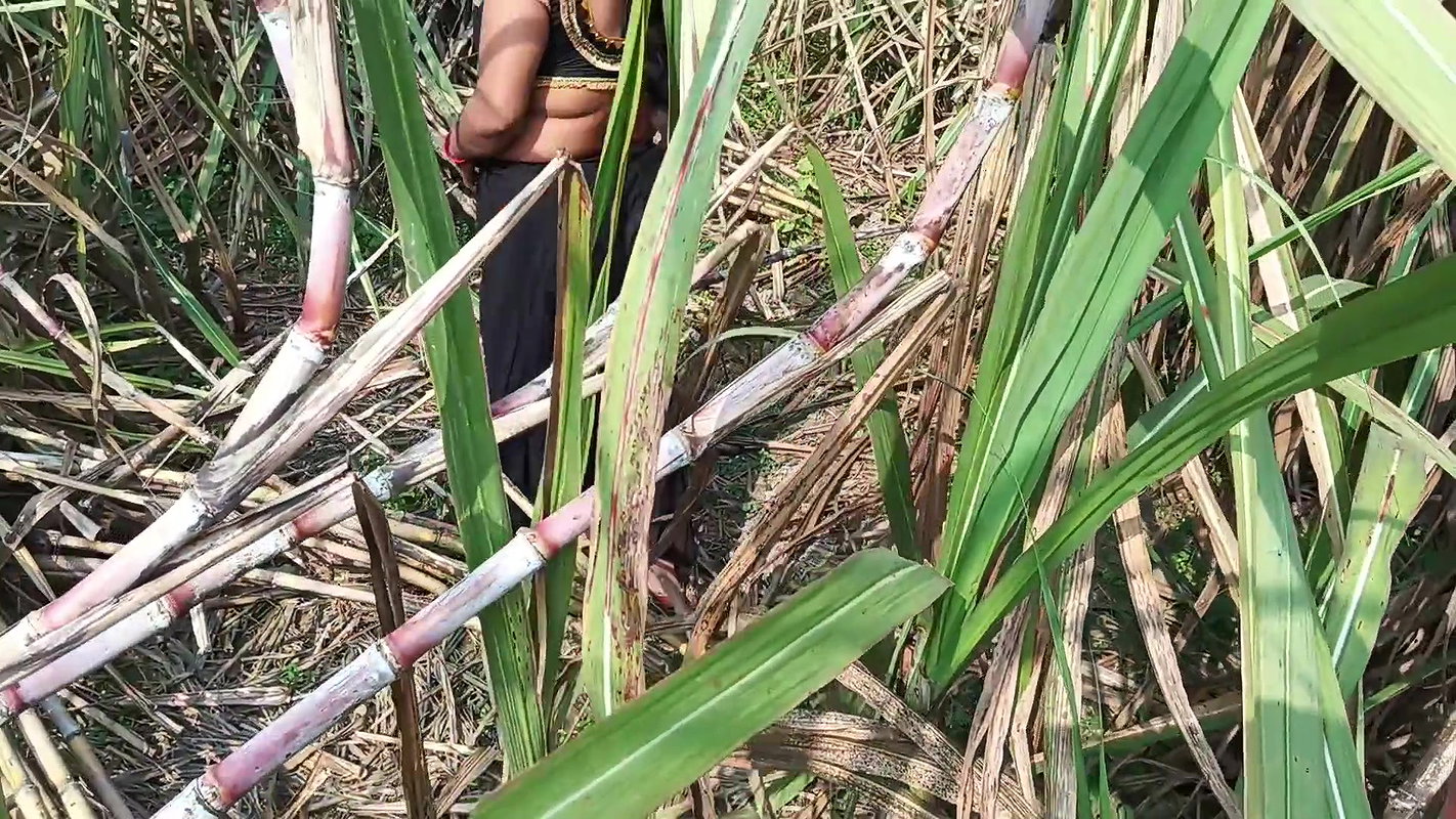 My sexy wife and I in the sugarcane field in Mast Chudai Indian Video