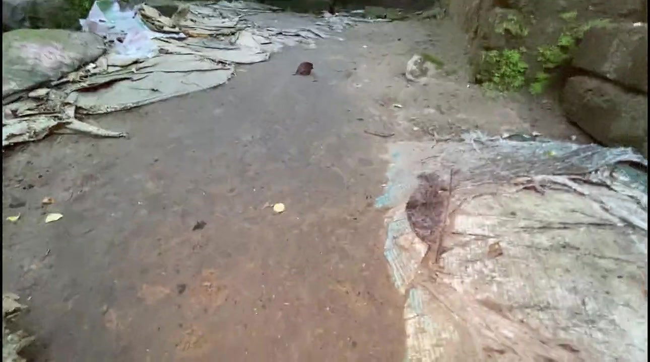 beautiful Bangladeshi Bhabhi Chudlam in the rain