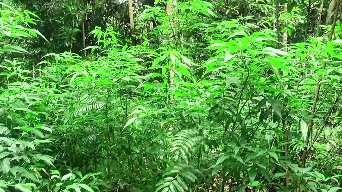 Indian Neighbor Bhabhi Jungle Fucked