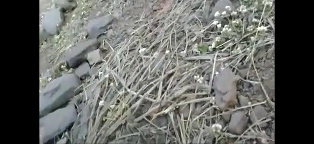 desi villaga bhabhiucking cock in open near river