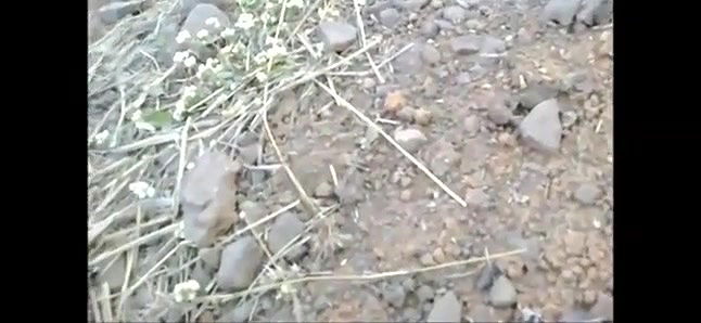 desi villaga bhabhiucking cock in open near river