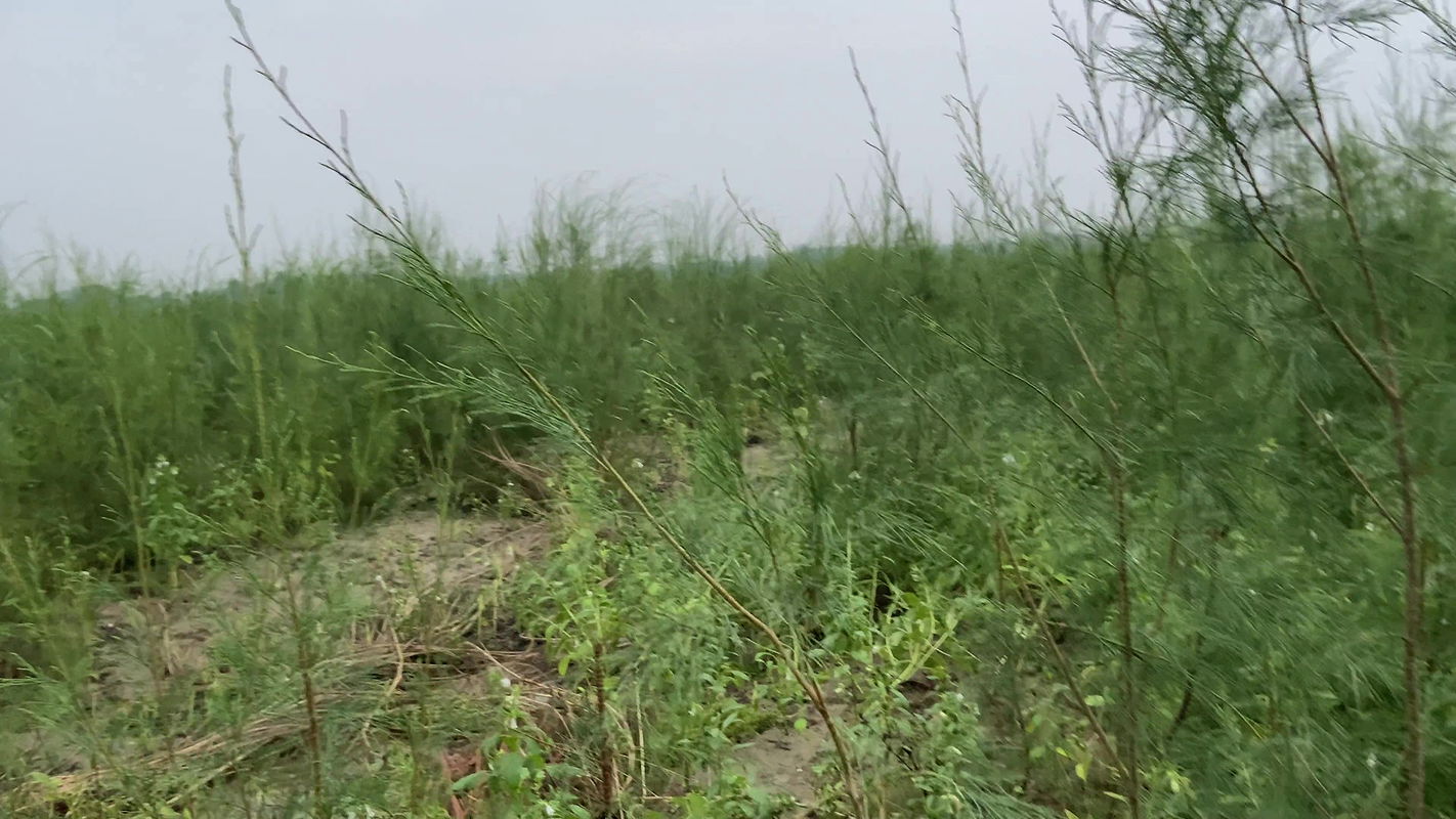 Caught aunty twisted in the forest and came home and fucked a lot