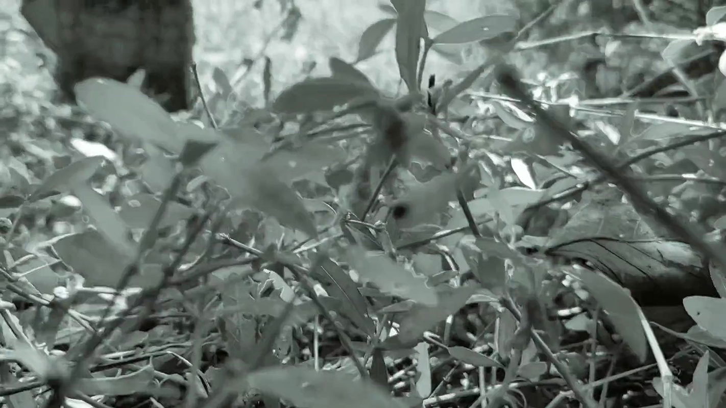 Aunty jungle me Mangal noukar se chudai karwayi jungle me