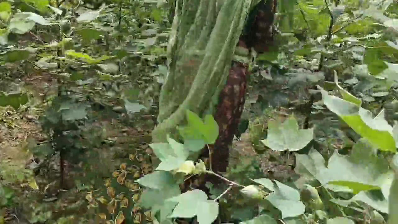 Bhabhi ki mast chudai in kapas ke khet me , Jungal me Indian village bhabhi