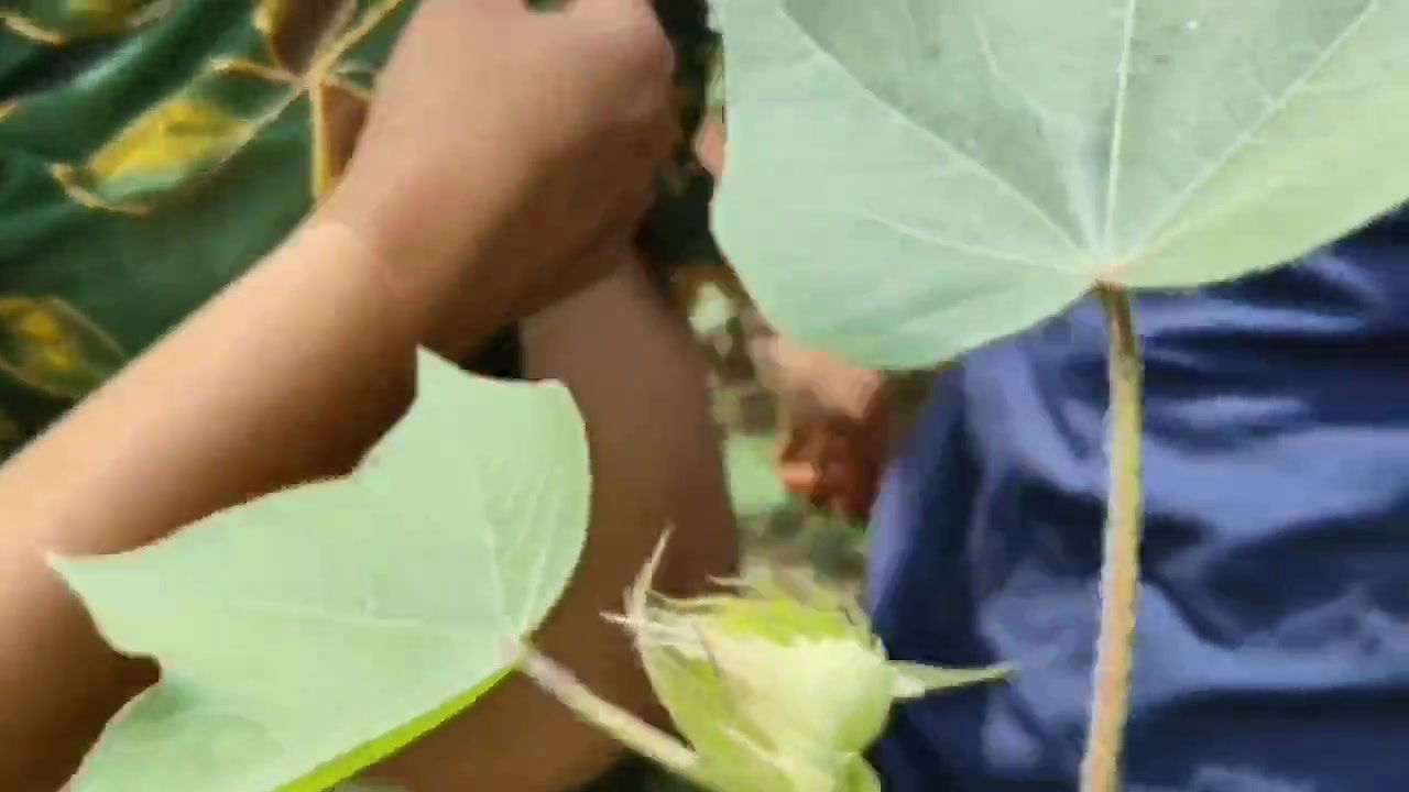 Bhabhi ki mast chudai in kapas ke khet me , Jungal me Indian village bhabhi