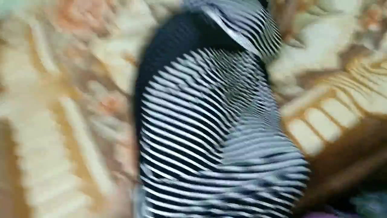 Bhabhi want Hard sex by dever clear audio