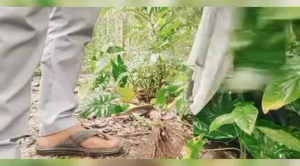 Bhabi jungle se sabji lene ka time padosa ledka ko chodne ka mouka diya