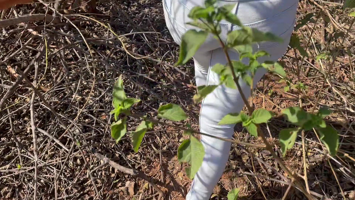 BIG ASS INDIAN GF FUCKED OUTDOOR IN INDIAN JUNGLE , JUNGLE ME MANGAL