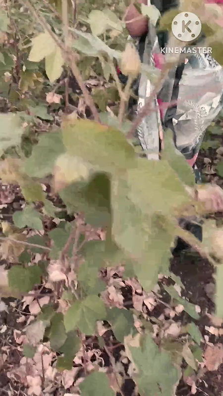 Desi Girl friend Ko MC Chalu hi Khath me Boobs show