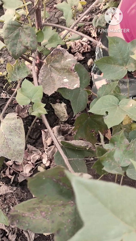 Desi Girl friend Ko MC Chalu hi Khath me Boobs show