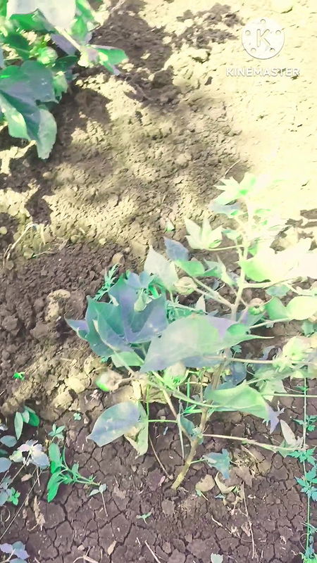 Desi Girlfriend ko khithi me choda HD Full movie