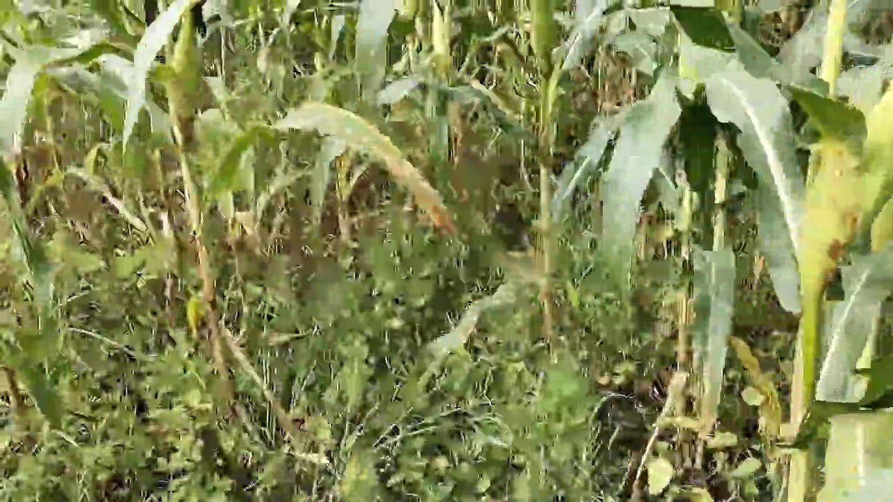 Desi Village Girl Makka Chori kar Rhi Thi, khet ke Malik ne chudai kar Diya hindi audio outdoor jaungalsex