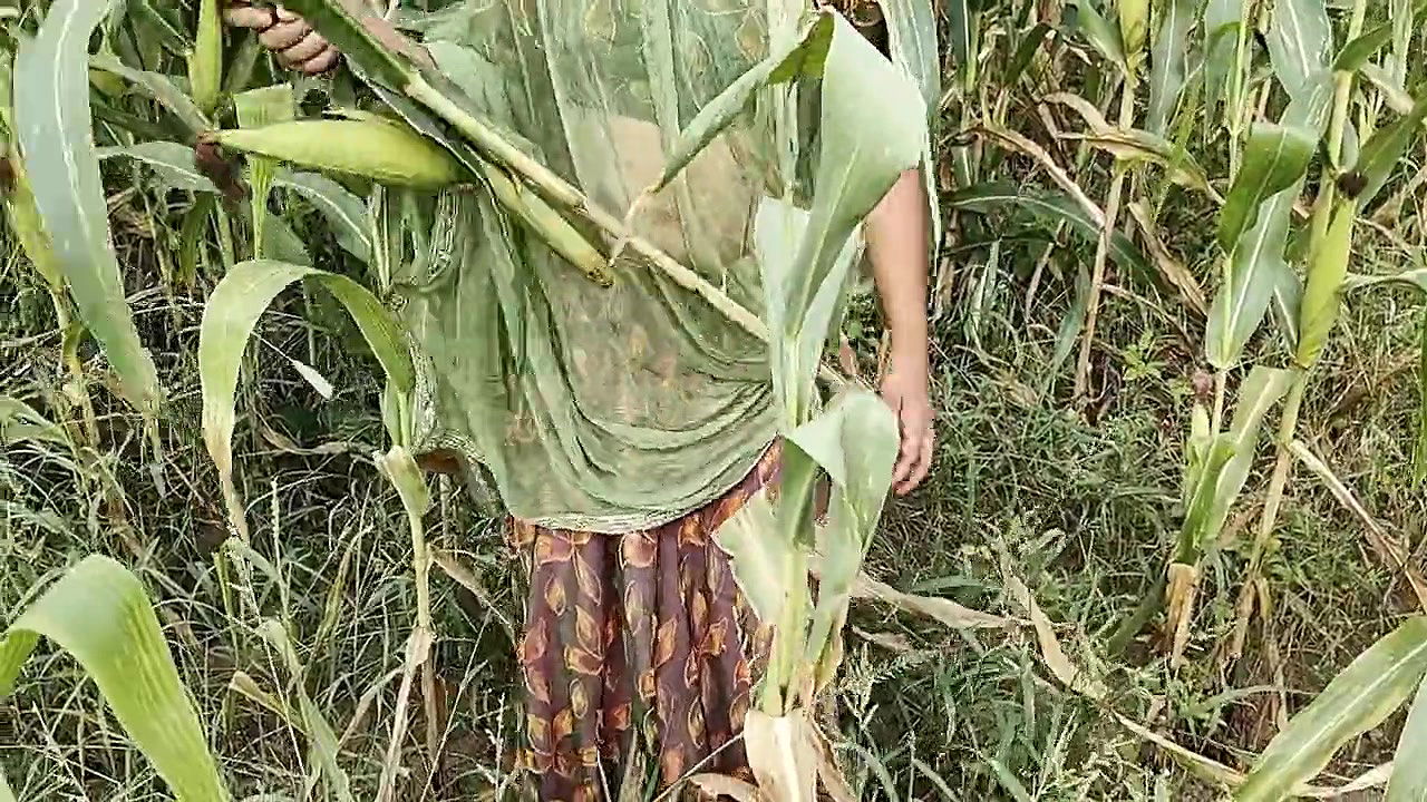 Desi Village Girl Makka Chori kar Rhi Thi, khet ke Malik ne chudai kar Diya hindi audio outdoor jaungalsex
