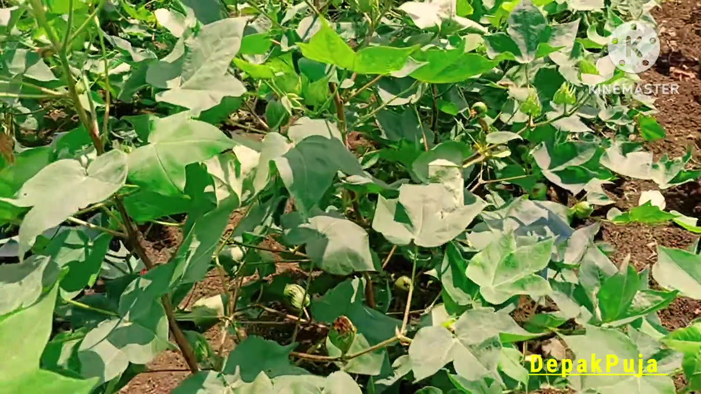 Indian village Desi girl friend and boyfriend cotton farm Sex Girl friend is very nice boobs and pussy 2munt out water part 02