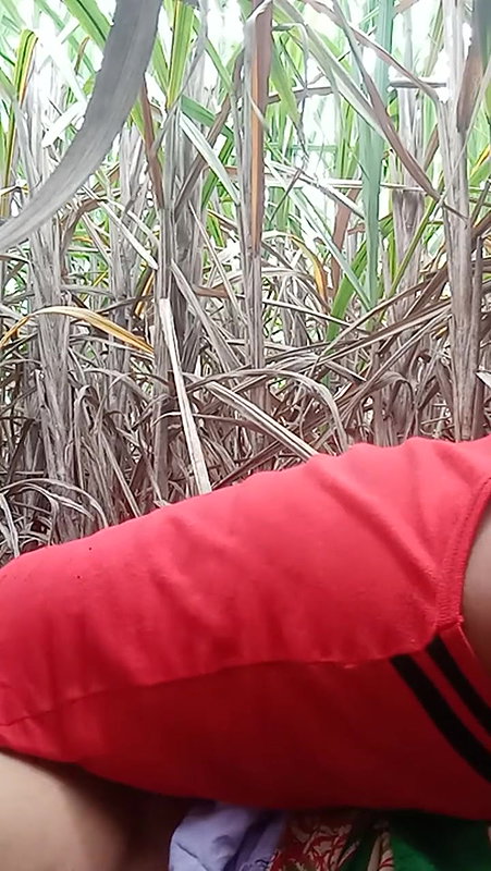 Ganne ke khet me chudai 2