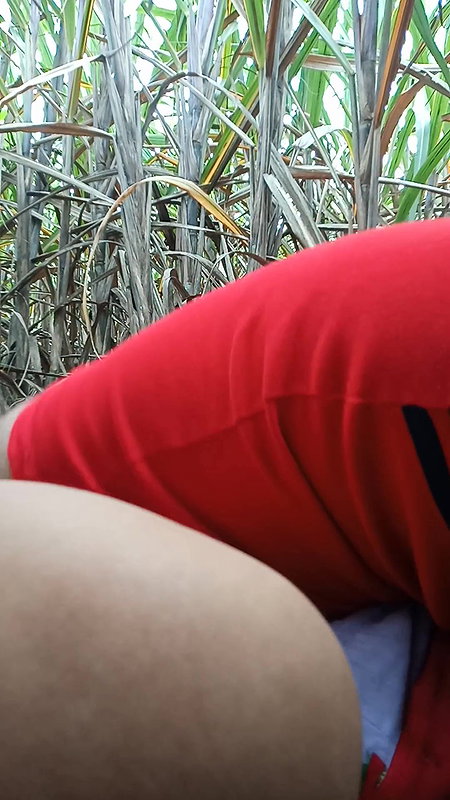 Ganne ke khet me ragadke chudai