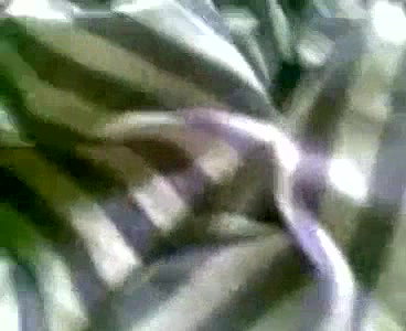 Maa Beta Bangladeshi chudai