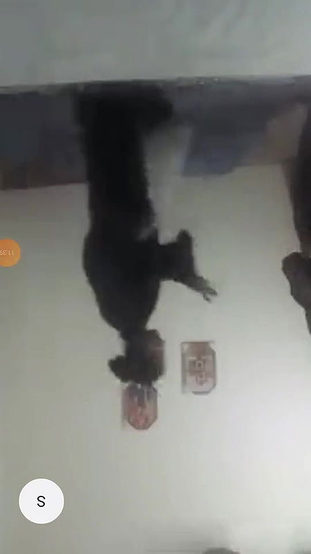 Gujranwala Farid town hidden cam sex