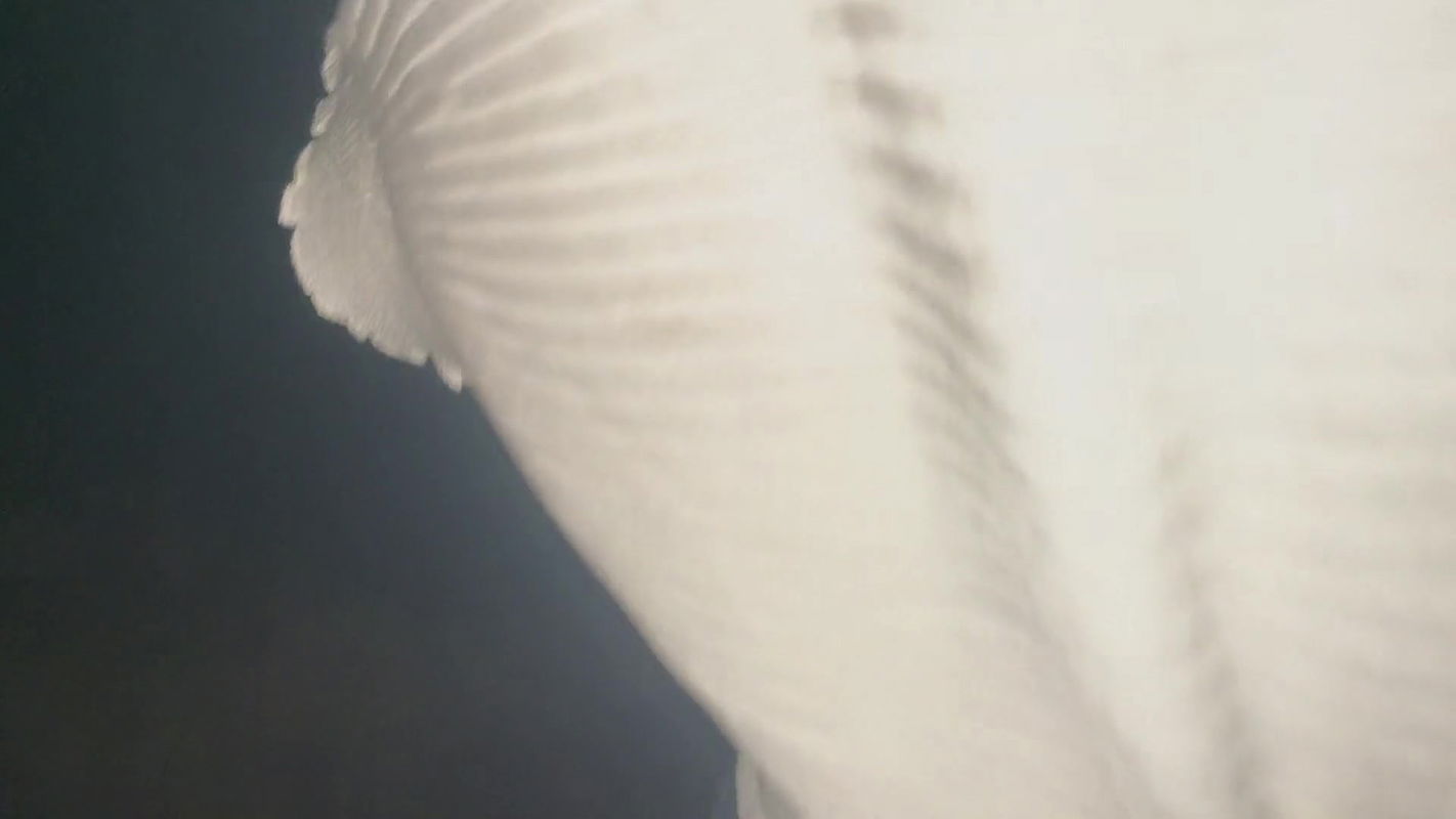 HOT BIG ASS GF FUCKING IN JUNGLE (HINDI AUDIO)