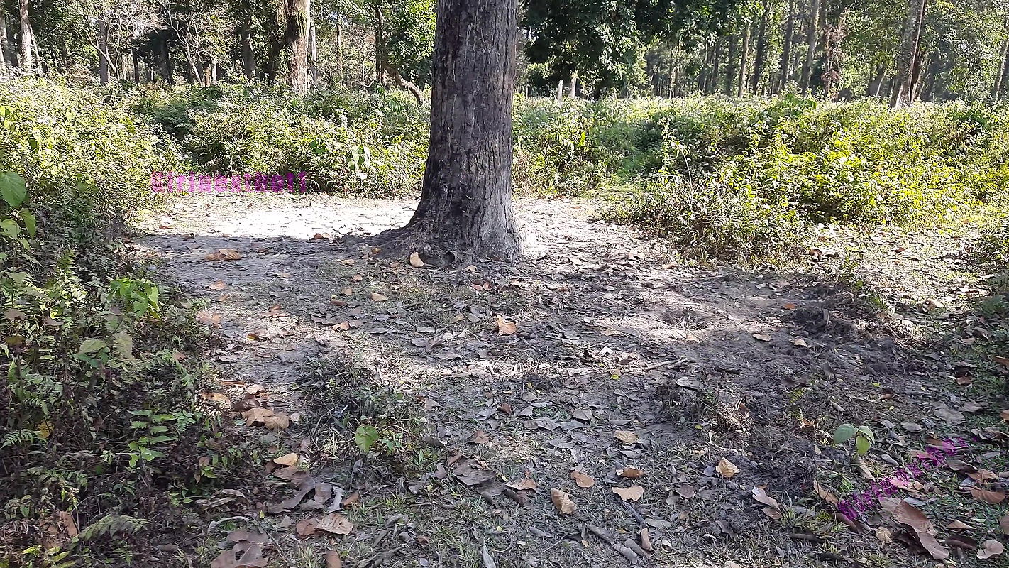 Jungle me Mangle – Hindi Outdoor Sex Fantasy